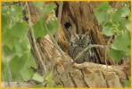 Mexican<BR>Eastern Screech-Owl