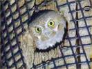 Elf Owl