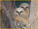 Great Horned Owl Chicks