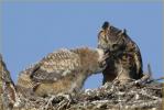 Eastern Great Horned  Owl<BR> Feeding Chick