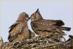 Eastern Great Horned  Owl<BR> and Chick