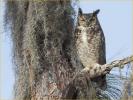 Eastern Great Horned  Owl