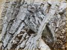 Great Plains<BR>Western Screech-Owl