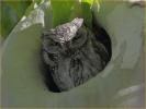 Whiskered Screech-Owl
