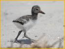 American Oystercatcher Fledgling