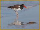 Atlantic<BR>American Oystercatcher