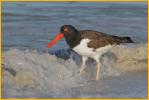 American Oystercatcher