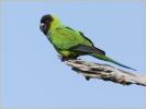Black-hooded (Nanday) Parakeet