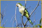 Monk Parakeet