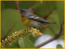 Northern Parula