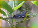 Female<BR>northern Parula