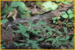 Common Pauraque