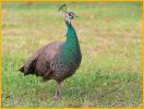 Female<BR>Indian Peafowl