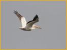 Juvenile<BR>American White Pelican