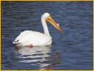 American White Pelican