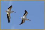 Nonbreeding<BR>American White Pelicans