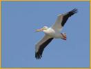 American White Pelican