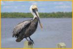 Atlantic <BR>Brown Pelican