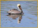 Atlantic<BR>Brown Pelican