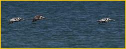 Atlantic<BR>Brown Pelicans