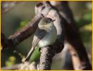 Juvenile <BR>Eastern Wood-Pewee