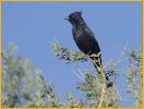Phainopepla