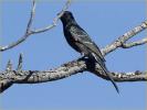 First Year<BR>Phainopepla