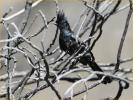 Juvenile<BR>Phainopepla