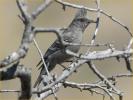 Female<BR>Phainopepla