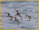 Red-necked Phalaropes