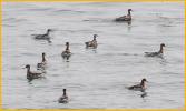 Red-necked Phalaropes