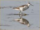 Nonbreeding<BR>Wilson's Phalarope