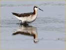 Female<BR>Wilson's Phalarope