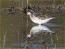 Wilson's Phalarope