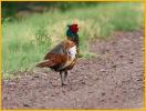 White-winged<BR>Pheasant