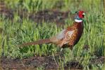 Ring-necked Pheasant
