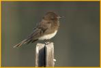 Light Brown <BR>Black Phoebe