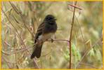 Juvenile <BR>Black Phoebe