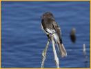 Black Phoebe