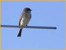 Juvenile<BR>Eastern Phoebe