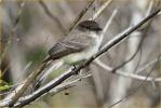 Eastern Phoebe