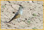 Juvenile <BR>Say's Phoebe