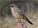 Say's Phoebe