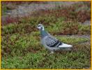 Rock Pigeon