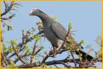 White-crowned Pigeon
