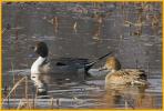 Male and Female <BR>Northern Pintails