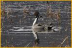 Northern Pintail