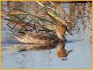 Female Northern Pintail