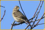 Nonbreeding American Pipit