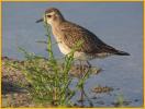 Nonbreeding<BR>American Golden-Plover